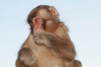 Hug the Monkey - Just One Thing