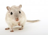 Feed the Mouse