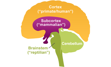 Your Nervous System - Dr. Rick Hanson