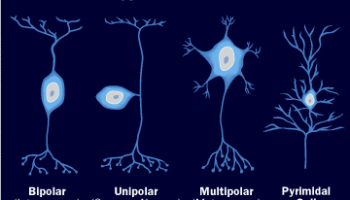 brain-neuron-types-a