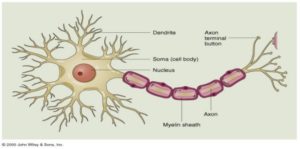 Neuron