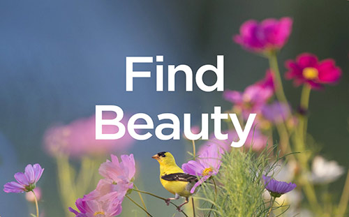 Find Beauty